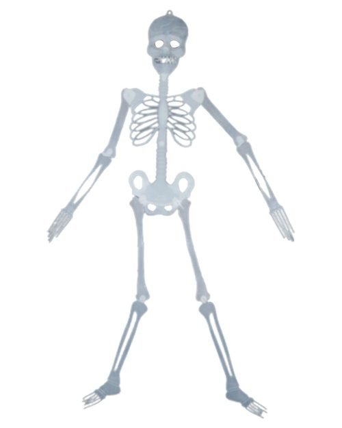 Glow-in-the-Dark Lifelike Skeleton